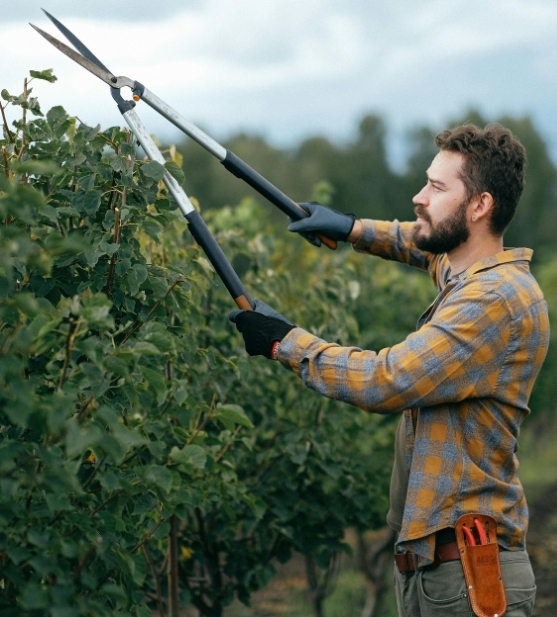 Professional tree branch trimming to manage overgrown branches and prevent property damage.