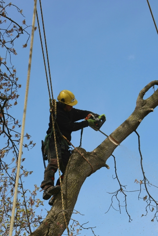 Commercial tree lopping in Chelsea Heights for safe and well-maintained properties.